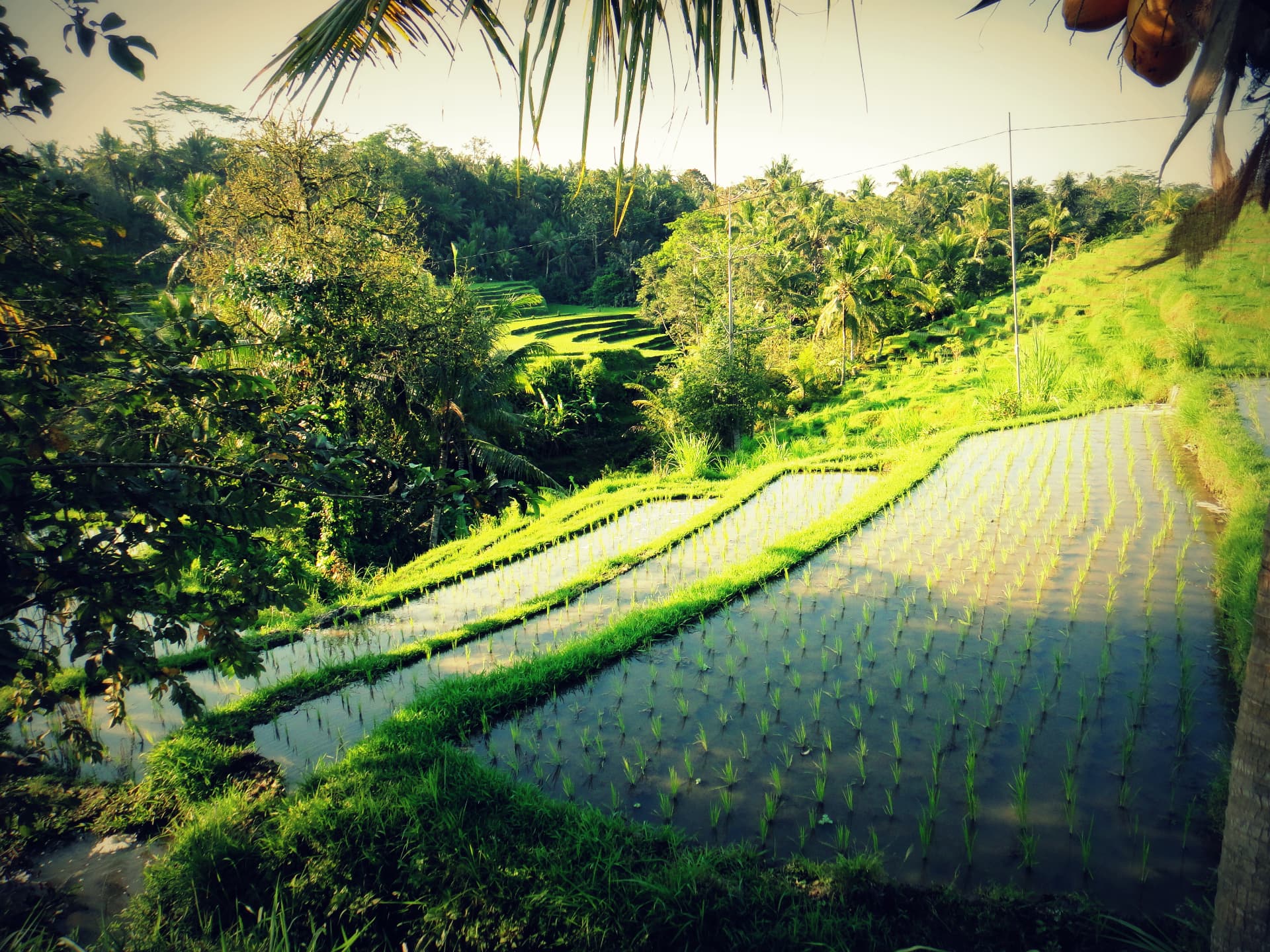 Flooded rice terraces near Ubud with young rice shoots, palms and jungle in the morning light