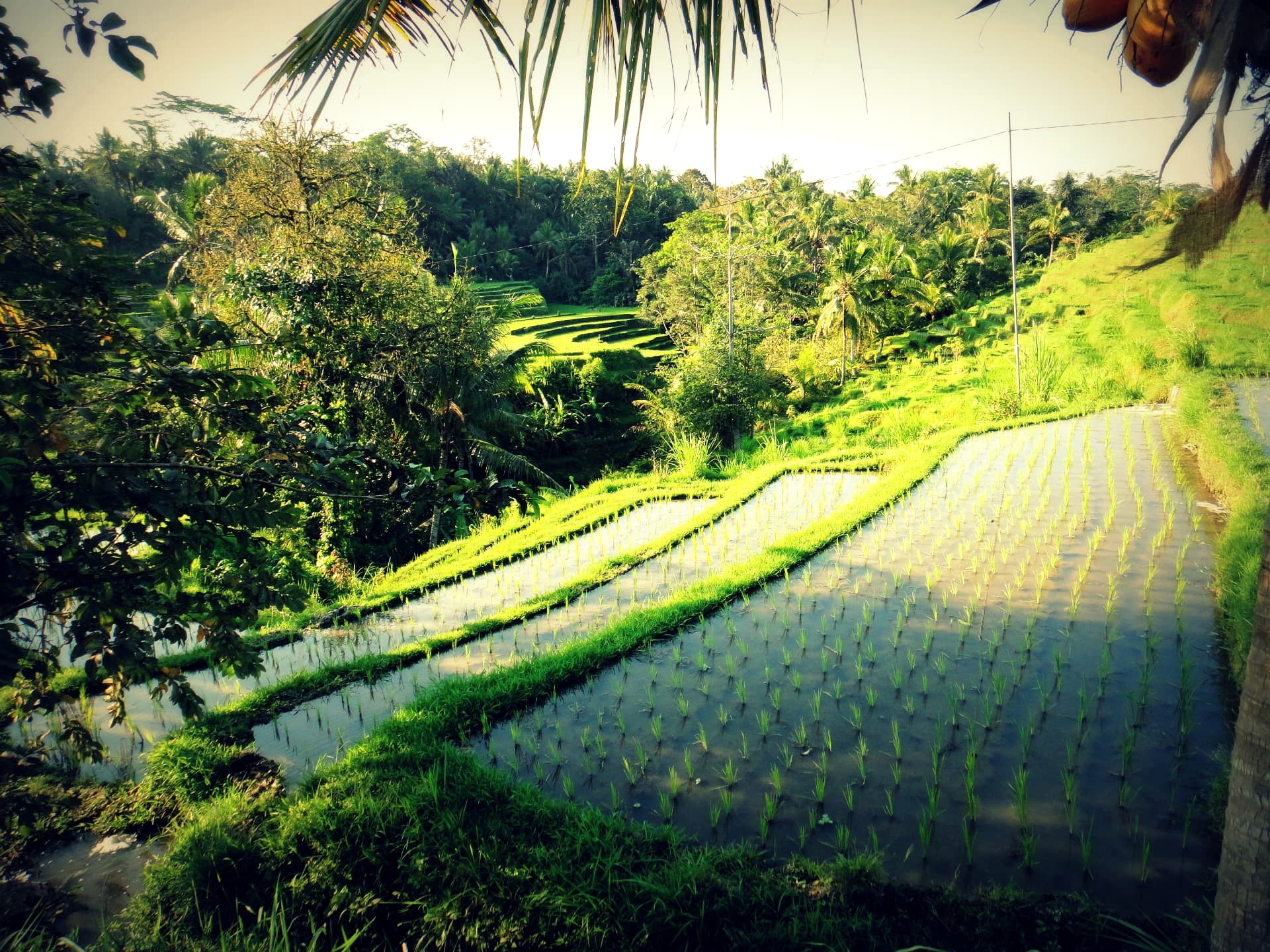 Layered green rice terraces near Ubud, Bali