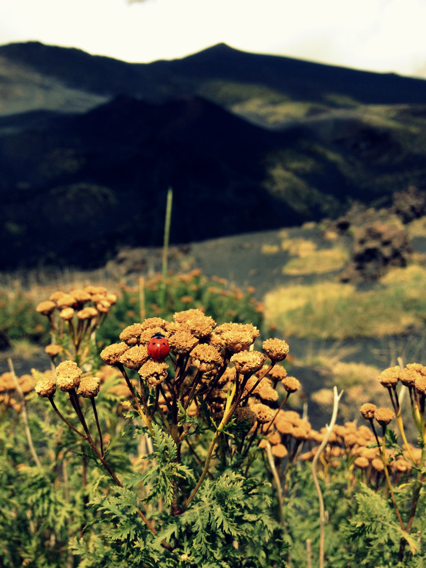 A ladybug on yellow wildflowers with Etna's volcanic slopes behind