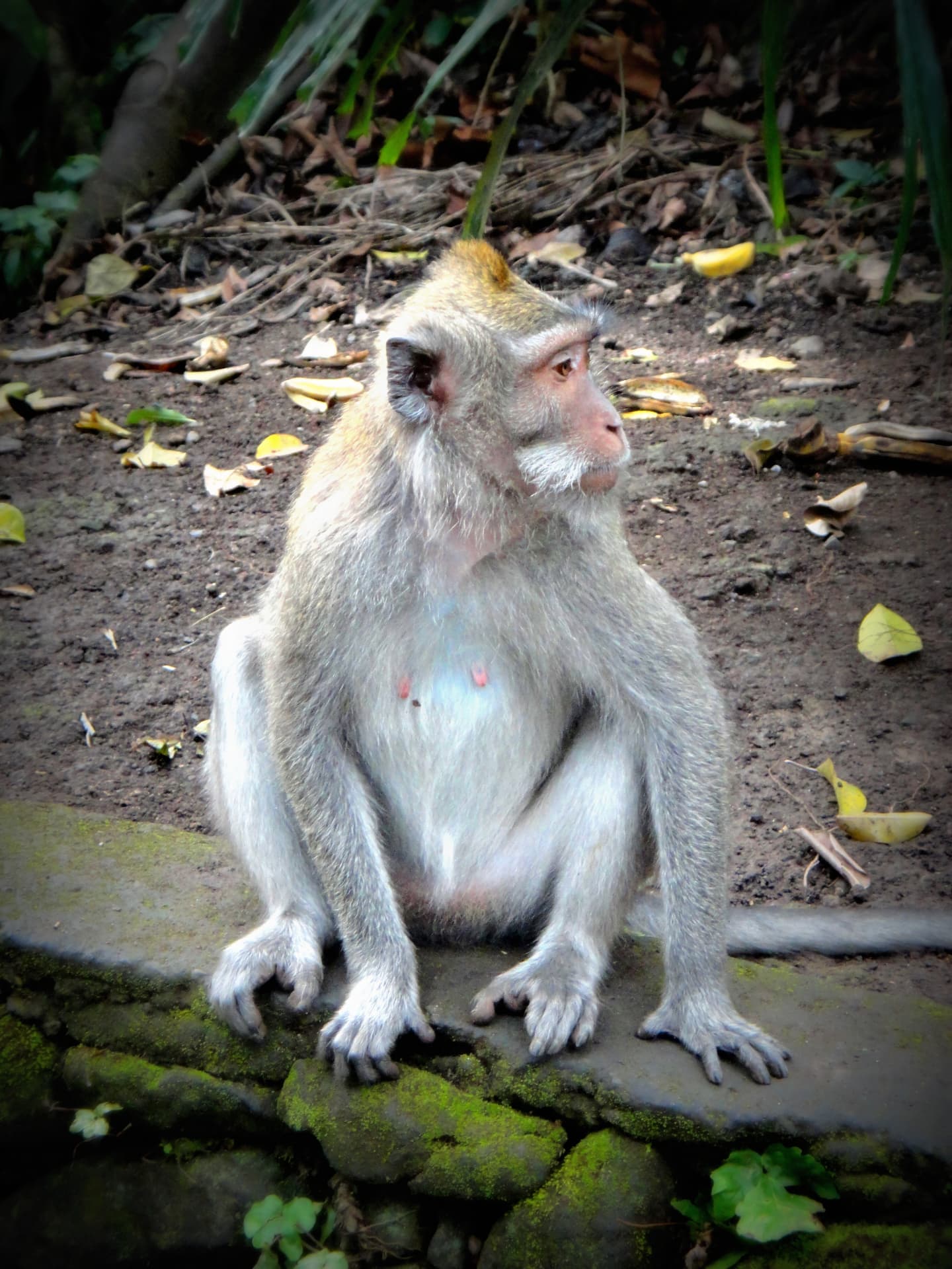 A long-tailed macaque sitting on a mossy stone wall in the Sacred Monkey Forest Sanctuary in Ubud