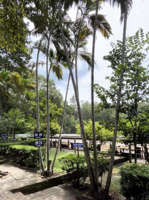 Shooting range target signs among tall palm trees at the Cu Chi tunnels site