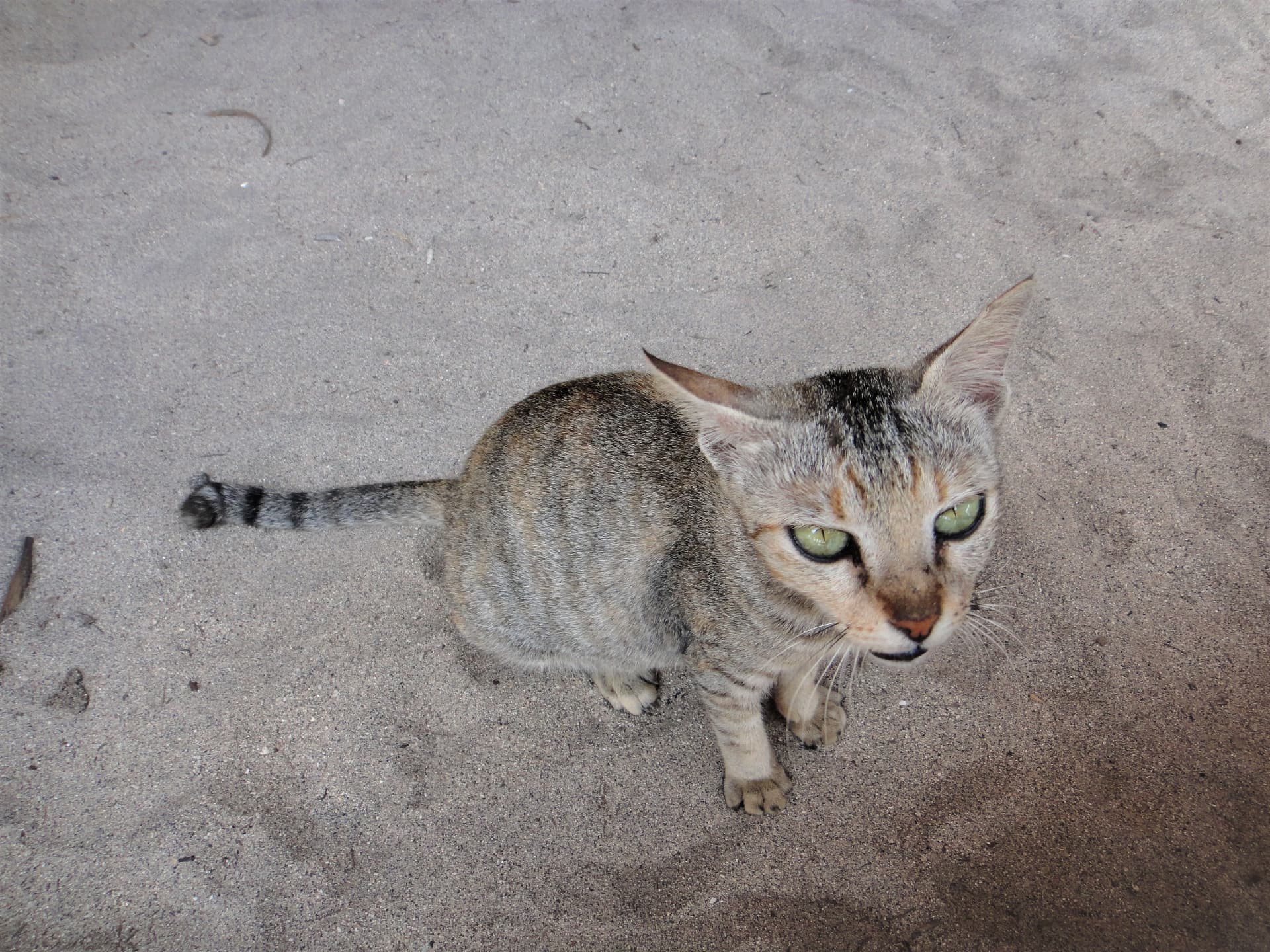 A tabby beach cat sitting on the sand on the Gili Islands