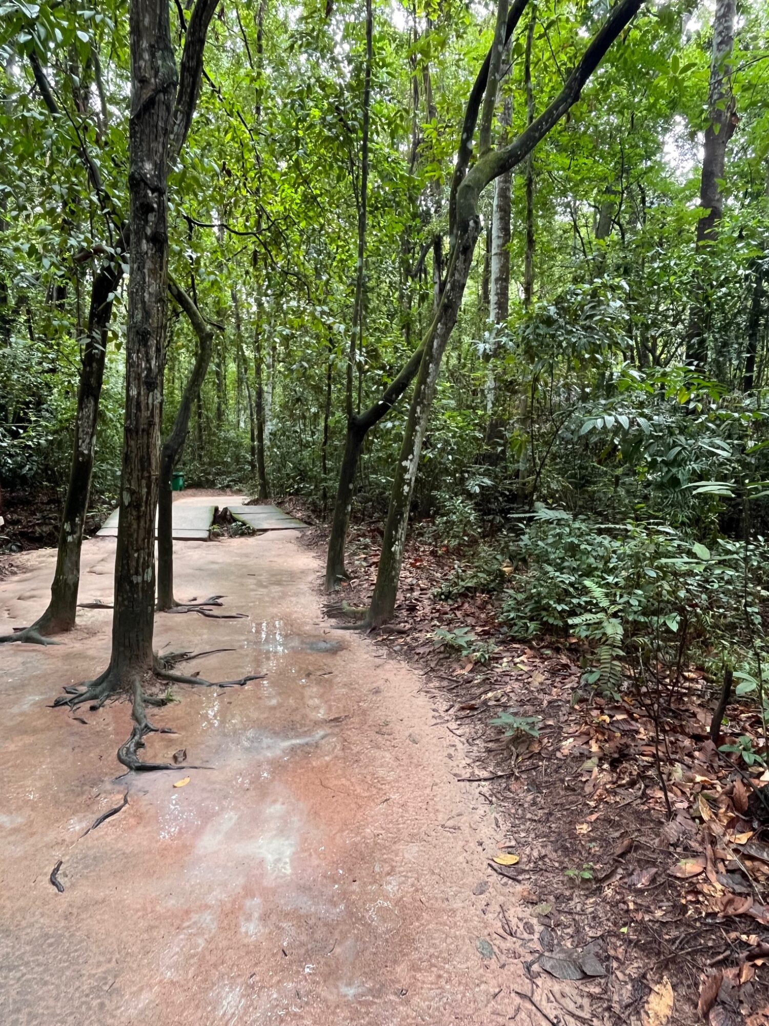 Wooded path through the Cu Chi tunnels site