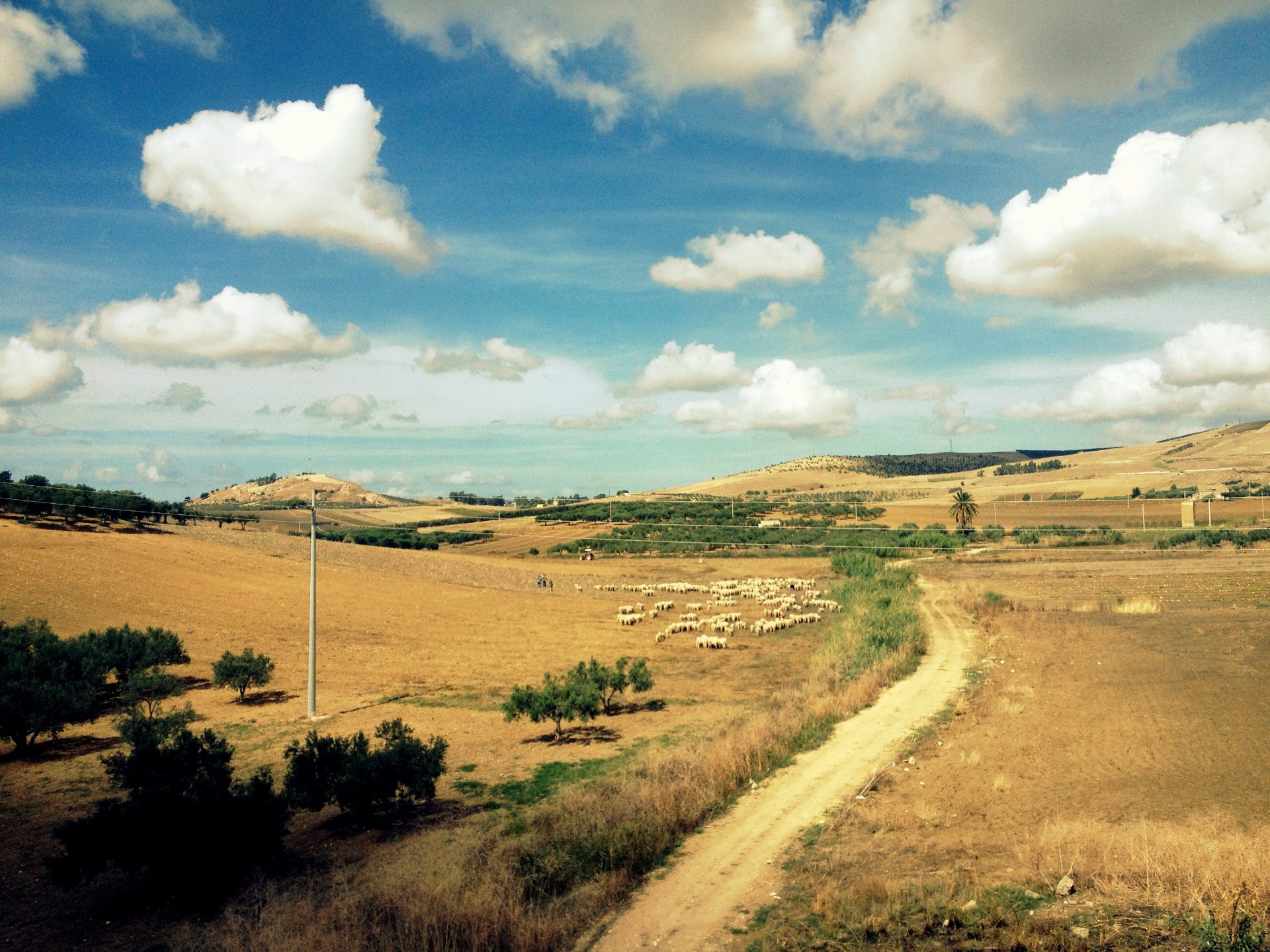 Sicilian countryside with olive trees and a flock of sheep seen from a bus window